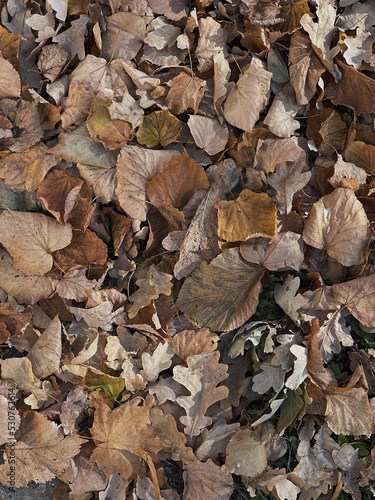 Dry autumn fallen leaves pattern background