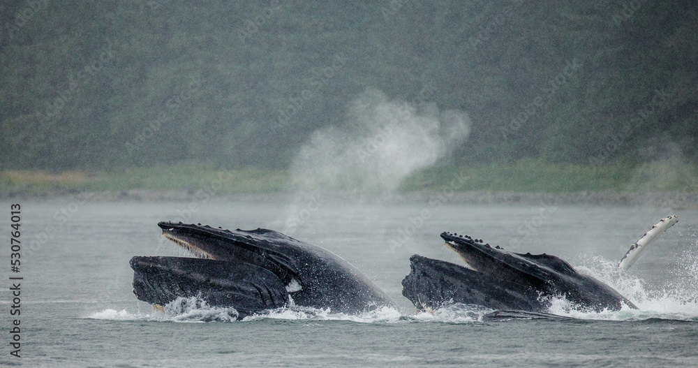 Obraz premium Bubble-net feeding of the Humpback whales (Megaptera novaeangliae). Chatham Strait area. Alaska. USA.