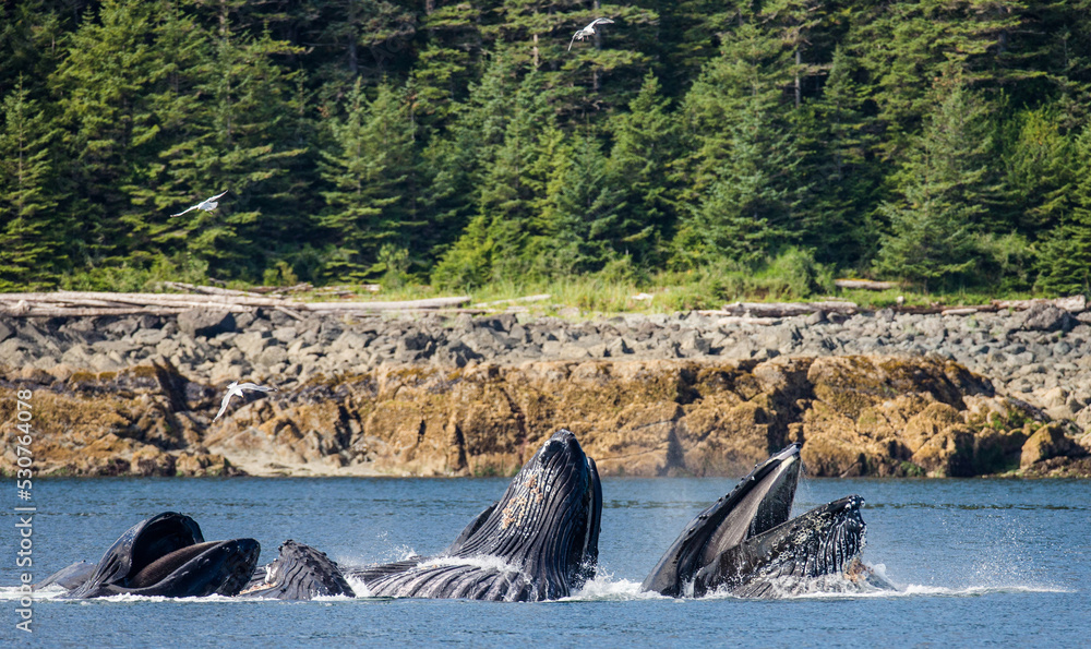 Obraz premium Bubble-net feeding of the Humpback whales (Megaptera novaeangliae). Chatham Strait area. Alaska. USA.