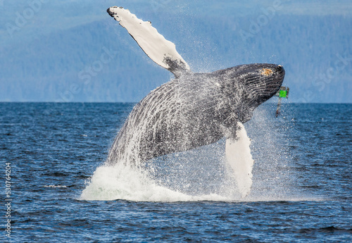 Jumping of Humpback whale (Megaptera novaeangliae). Chatham Strait area. Alaska. USA.