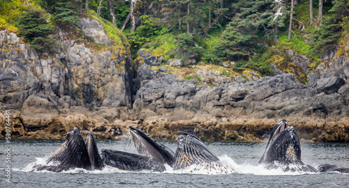 Photography Bubble-net feeding of the Humpback whales (Megaptera novaeangliae)