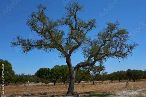 tree in the field