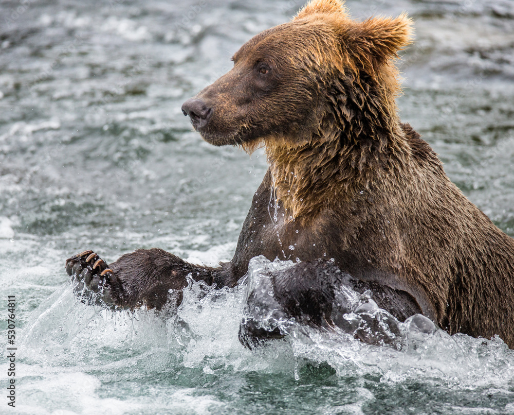 Alaska Peninsula brown bear (Ursus arctos horribilis) is catching salmon in the river. USA. Alaska. Katmai National Park.