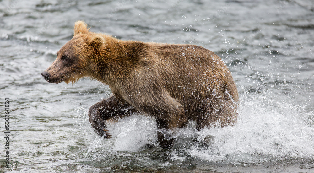 Alaska Peninsula brown bear (Ursus arctos horribilis) is running along the river. USA. Alaska. Katmai National Park. Alaska Peninsula brown bear (Ursus arctos horribilis) is running along the river. USA. Alaska. Katmai National Park.