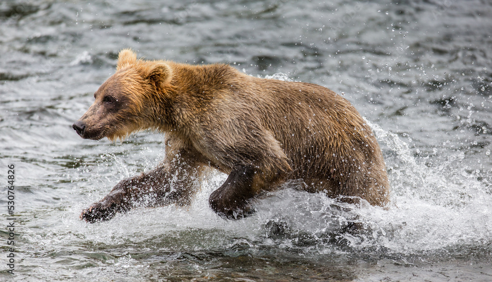Alaska Peninsula brown bear (Ursus arctos horribilis) is running along the river. USA. Alaska. Katmai National Park. Alaska Peninsula brown bear (Ursus arctos horribilis) is running along the river. USA. Alaska. Katmai National Park.