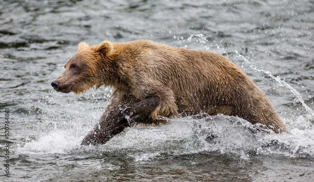 Alaska Peninsula brown bear (Ursus arctos horribilis) is running along the river. USA. Alaska. Katmai National Park. Alaska Peninsula brown bear (Ursus arctos horribilis) is running along the river. USA. Alaska. Katmai National Park.