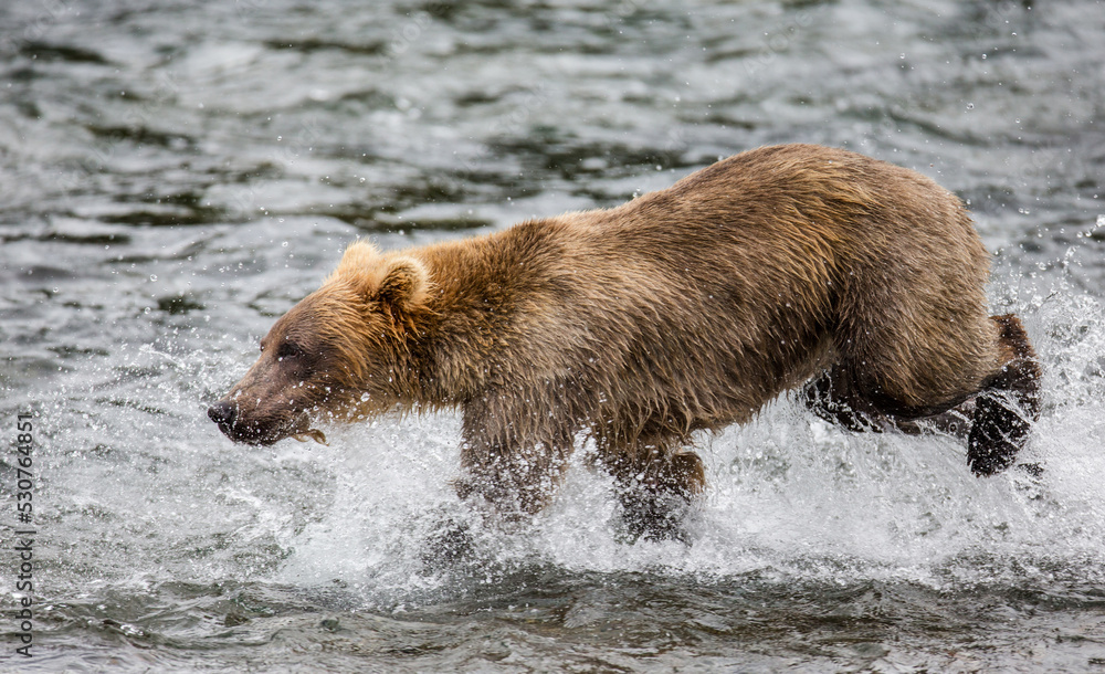 Alaska Peninsula brown bear (Ursus arctos horribilis) is walking along the river. USA. Alaska. Katmai National Park. Alaska Peninsula brown bear (Ursus arctos horribilis) is walking along the river. USA. Alaska. Katmai National Park.