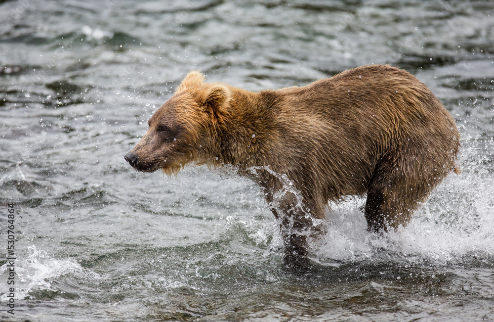 Alaska Peninsula brown bear (Ursus arctos horribilis) is walking along the river. USA. Alaska. Katmai National Park. Alaska Peninsula brown bear (Ursus arctos horribilis) is walking along the river. USA. Alaska. Katmai National Park.