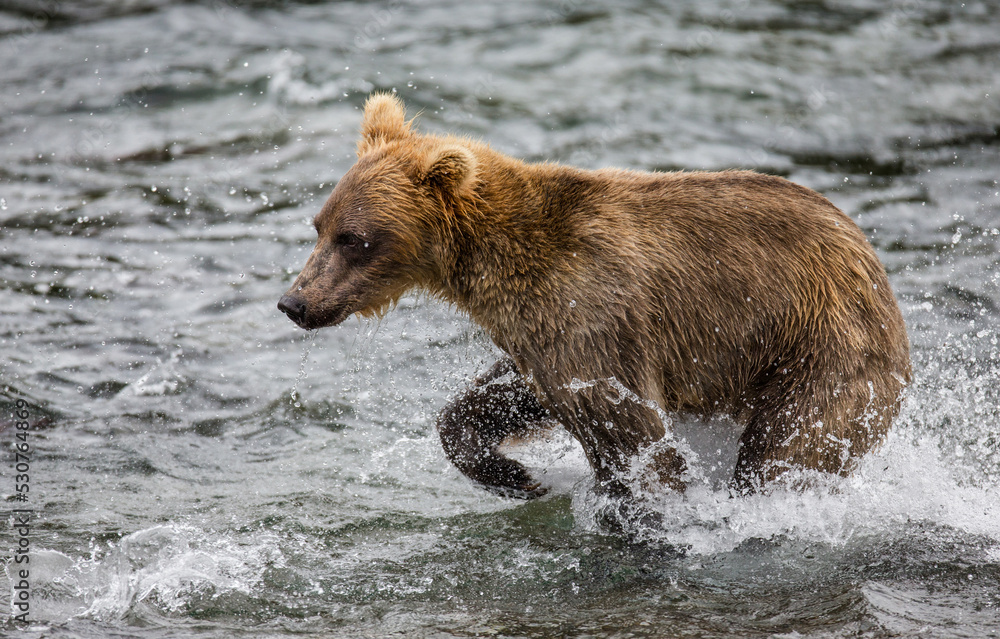 Alaska Peninsula brown bear (Ursus arctos horribilis) is walking along the river. USA. Alaska. Katmai National Park. Alaska Peninsula brown bear (Ursus arctos horribilis) is walking along the river. USA. Alaska. Katmai National Park.