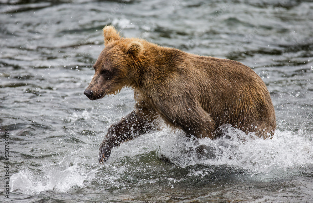 Alaska Peninsula brown bear (Ursus arctos horribilis) is walking along the river. USA. Alaska. Katmai National Park. Alaska Peninsula brown bear (Ursus arctos horribilis) is walking along the river. USA. Alaska. Katmai National Park.