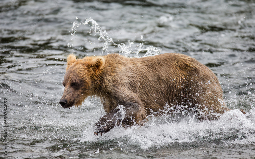 Alaska Peninsula brown bear (Ursus arctos horribilis) is walking along the river. USA. Alaska. Katmai National Park. Alaska Peninsula brown bear (Ursus arctos horribilis) is walking along the river. USA. Alaska. Katmai National Park.