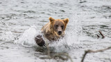 Alaska Peninsula brown bear (Ursus arctos horribilis) is running along the river. USA. Alaska. Katmai National Park.
