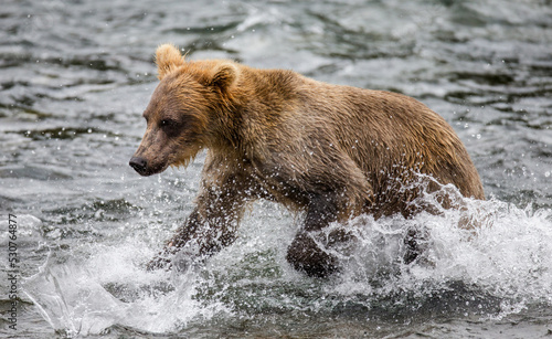 Alaska Peninsula brown bear  Ursus arctos horribilis  is walking along the river. USA. Alaska. Katmai National Park.