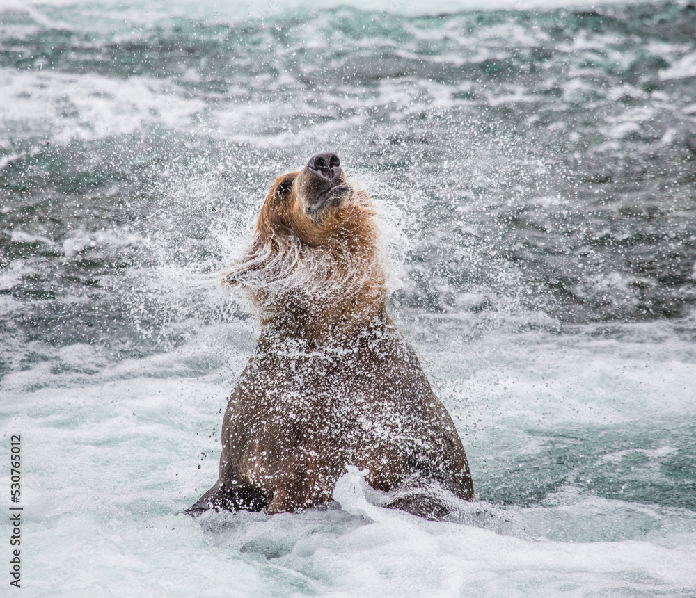 Fototapeta premium Alaska Peninsula brown bear (Ursus arctos horribilis) is shaking off water surrounded by splashes. USA. Alaska. Katmai National Park.