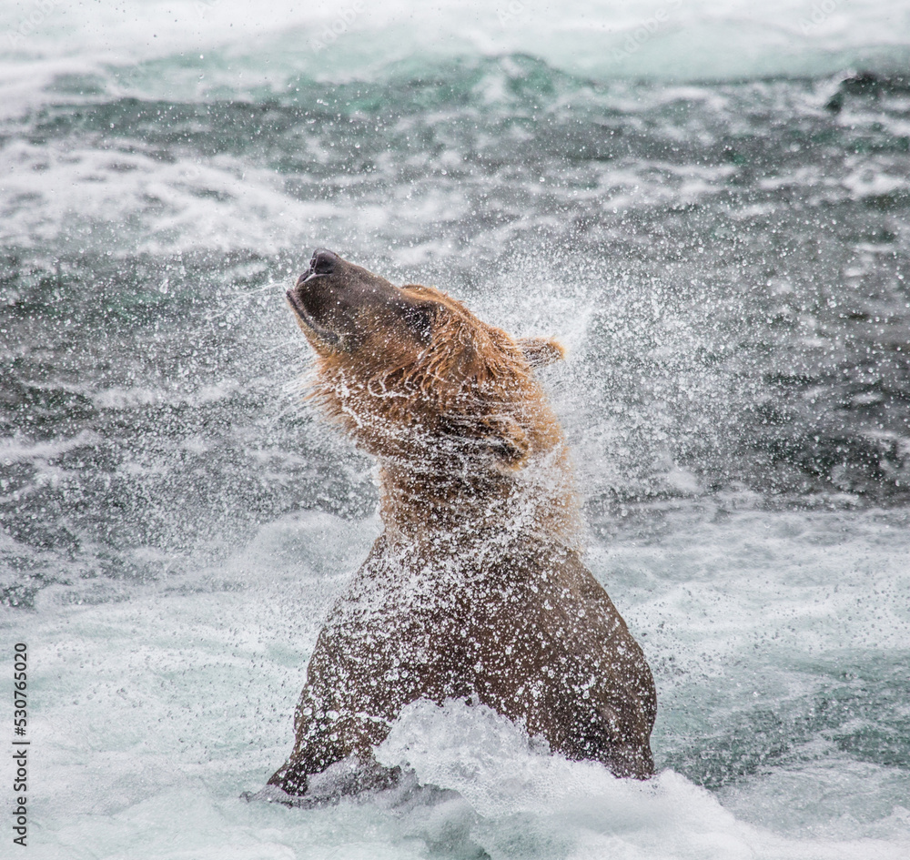 Obraz premium Alaska Peninsula brown bear (Ursus arctos horribilis) is shaking off water surrounded by splashes. USA. Alaska. Katmai National Park.