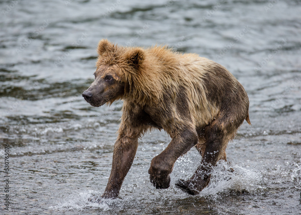 Alaska Peninsula brown bear (Ursus arctos horribilis) is walking along the river. USA. Alaska. Katmai National Park.