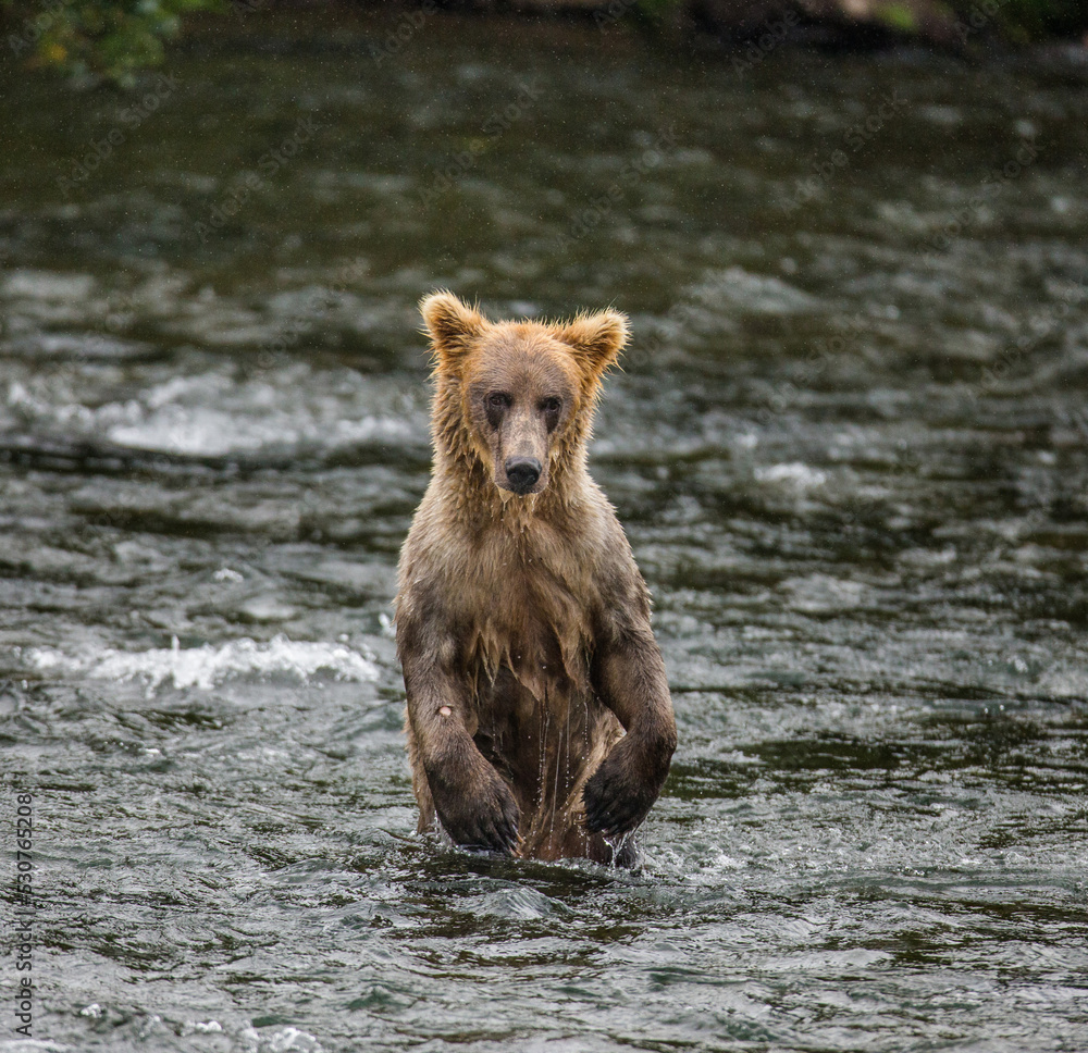 Obraz premium Young Alaska Peninsula brown bear (Ursus arctos horribilis) is standing on hind paws in the water in the river. USA. Alaska. Katmai National Park.