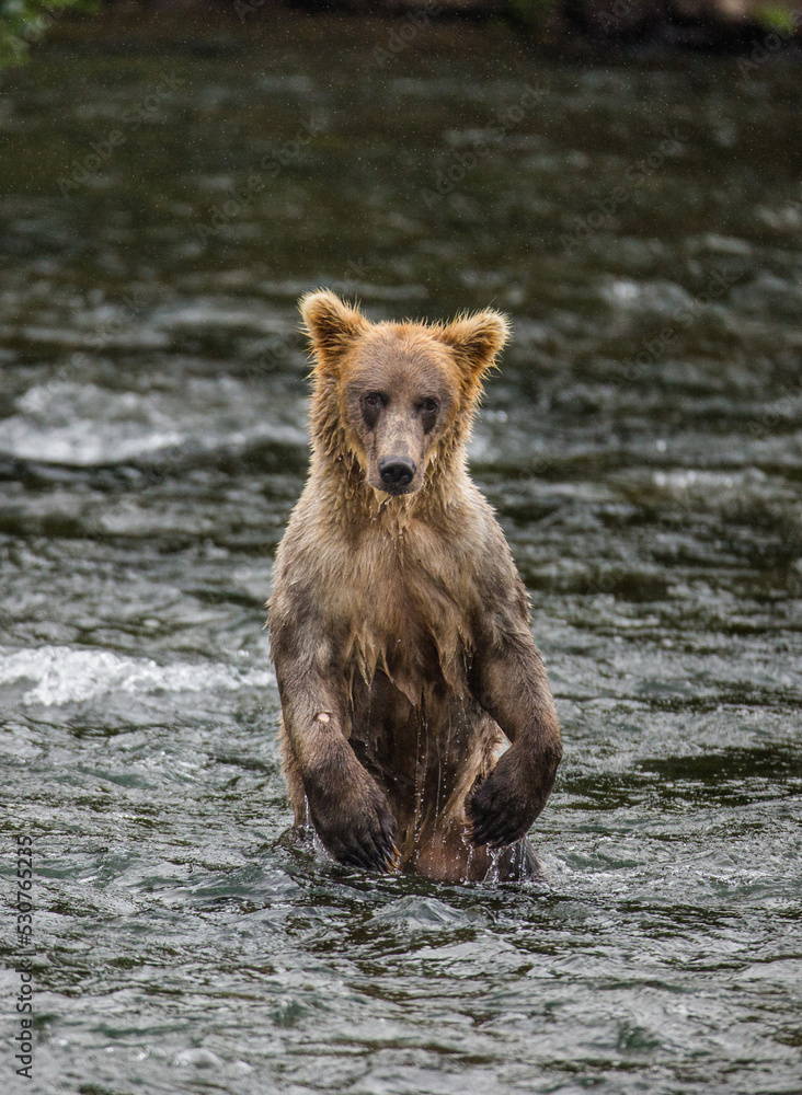 Obraz premium Young Alaska Peninsula brown bear (Ursus arctos horribilis) is standing on hind paws in the water in the river. USA. Alaska. Katmai National Park.