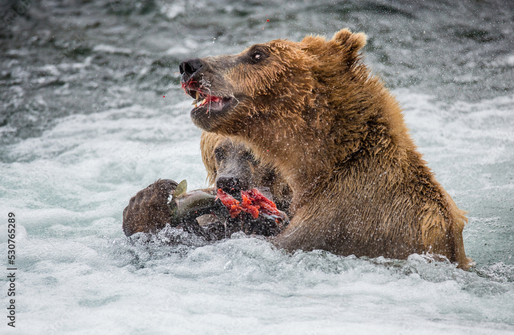 Mother Alaska Peninsula brown bear (Ursus arctos horribilis) with cub are eating salmon in the river. USA. Alaska. Katmai National Park.