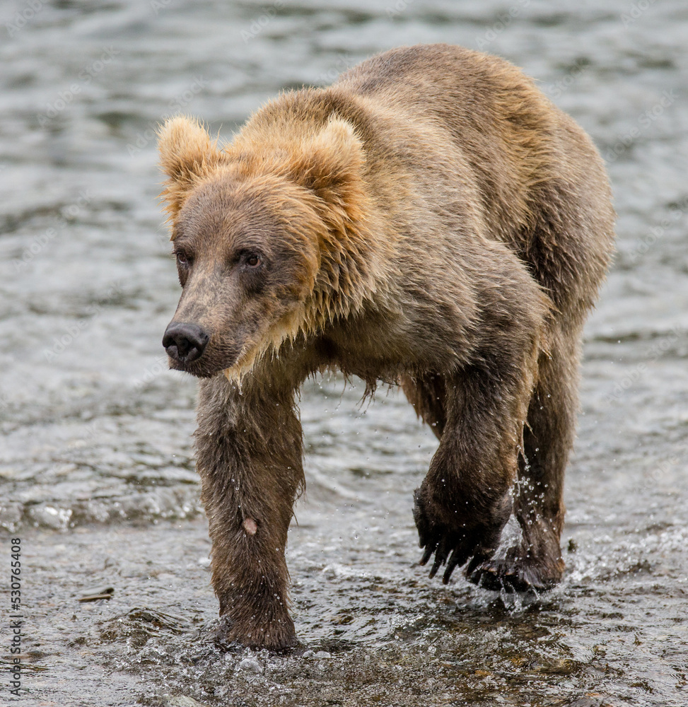 Alaska Peninsula brown bear (Ursus arctos horribilis) is walking along the river. USA. Alaska. Katmai National Park. Alaska Peninsula brown bear (Ursus arctos horribilis) is walking along the river. USA. Alaska. Katmai National Park.