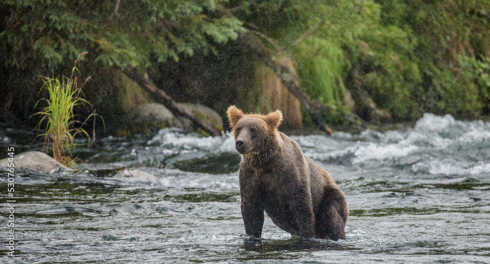 Alaska Peninsula brown bear (Ursus arctos horribilis) is standing in the river. USA. Alaska. Katmai National Park.