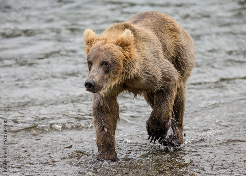 Alaska Peninsula brown bear (Ursus arctos horribilis) is walking along the river. USA. Alaska. Katmai National Park.