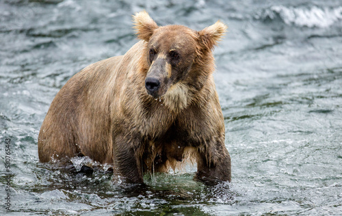 Alaska Peninsula brown bear (Ursus arctos horribilis) is standing in the river. USA. Alaska. Katmai National Park.