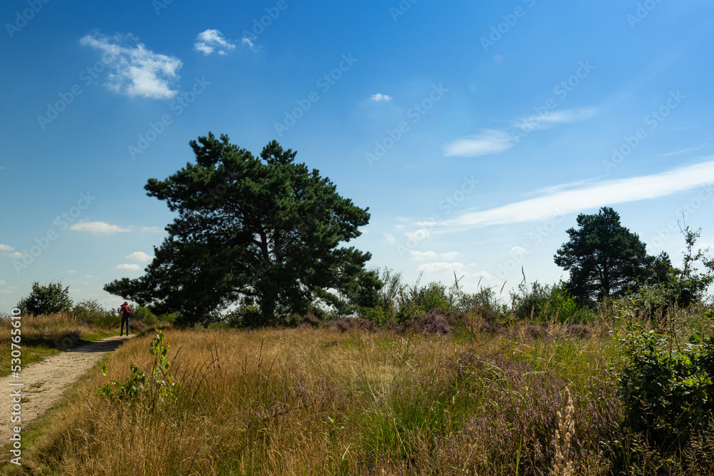 Scenic trail footpath through open fields of Calluna vulgaris, or simply heather undergrowth. Large tree in the background. Blue skies with small white clouds.