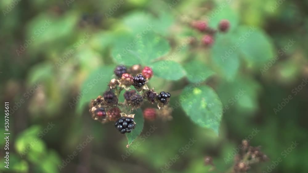 Wild blackberries bouncing in the wind, close shot, slow motion Wild blackberries bouncing in the wind, close shot, slow motion