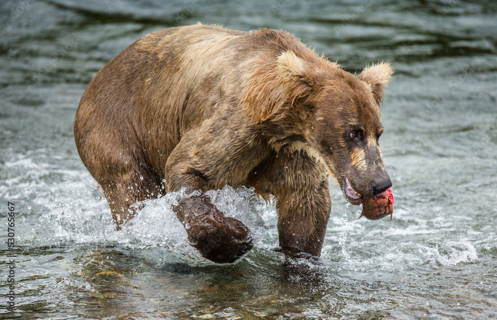Alaska Peninsula brown bear (Ursus arctos horribilis) with a salmon in his mouth. USA. Alaska. Katmai National Park. Alaska Peninsula brown bear (Ursus arctos horribilis) with a salmon in his mouth. USA. Alaska. Katmai National Park.
