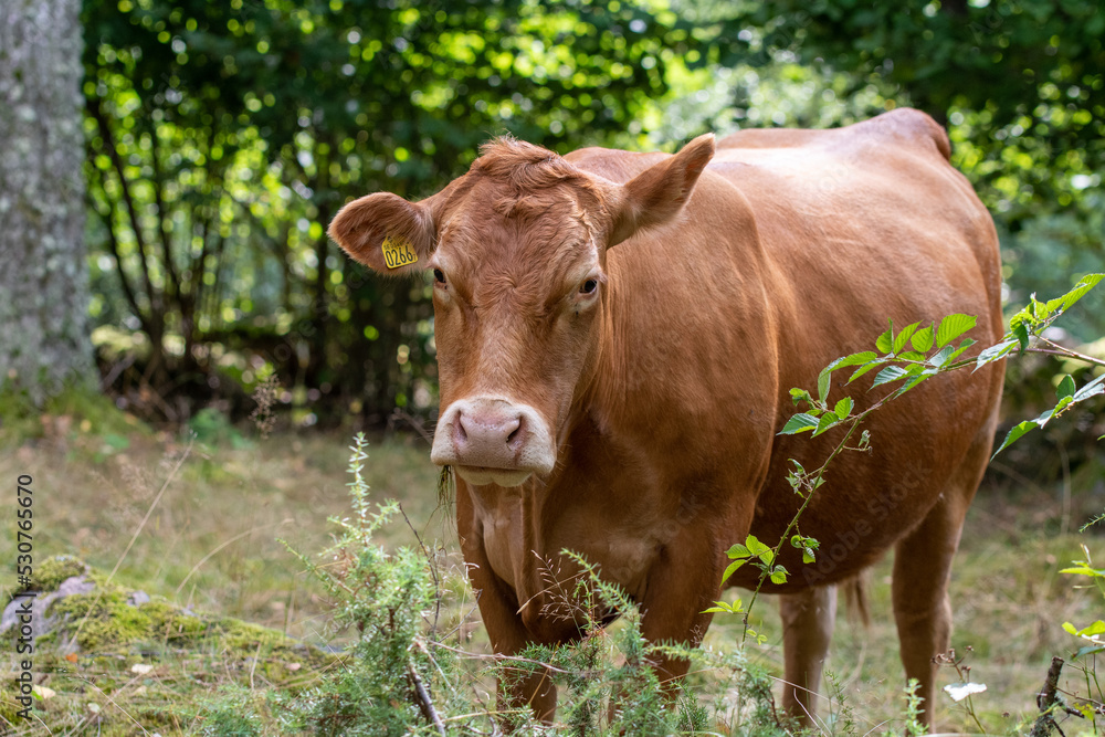 Cow or livestock in a pasture in summer
