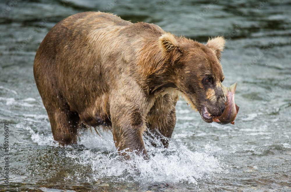 Alaska Peninsula brown bear (Ursus arctos horribilis) with a salmon in his mouth. USA. Alaska. Katmai National Park. Alaska Peninsula brown bear (Ursus arctos horribilis) with a salmon in his mouth. USA. Alaska. Katmai National Park.