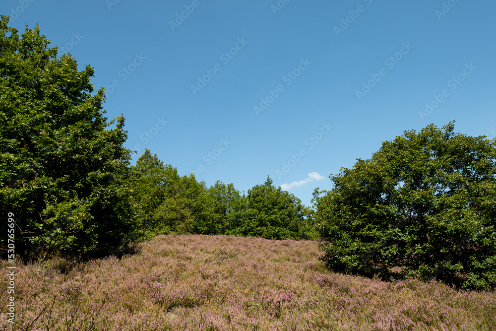 Obraz premium Scenic landscape photo of wild fields of Calluna vulgaris, or simply heather flowers, and pine trees in the background. Blue skies.