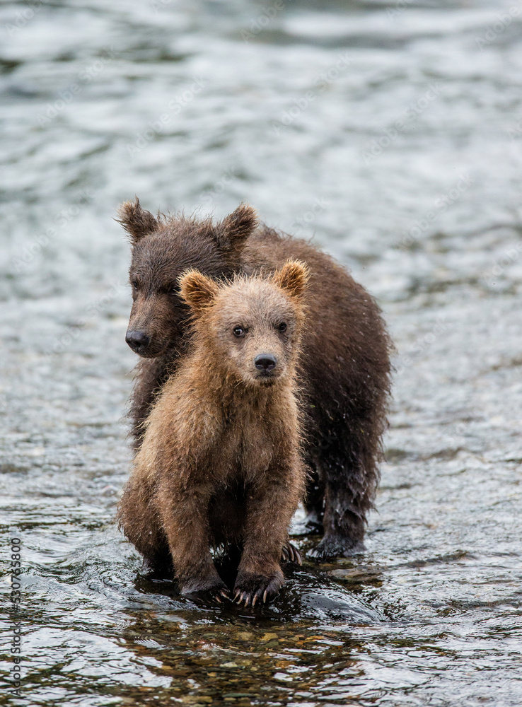 Obraz premium Two Alaska Peninsula brown bears (Ursus arctos horribilis) cubs are standing in a river next to each other. USA. Alaska. Katmai National Park.