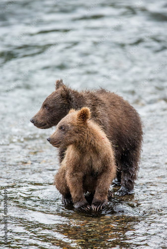 Two Alaska Peninsula brown bears (Ursus arctos horribilis) cubs are standing in a river next to each other. USA. Alaska. Katmai National Park. Two Alaska Peninsula brown bears (Ursus arctos horribilis) cubs are standing in a river next to each other. USA. Alaska. Katmai National Park.