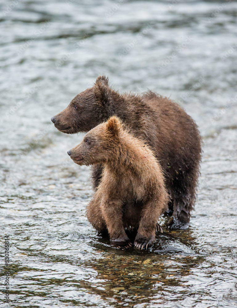 Two Alaska Peninsula brown bears (Ursus arctos horribilis) cubs are standing in a river next to each other. USA. Alaska. Katmai National Park. Two Alaska Peninsula brown bears (Ursus arctos horribilis) cubs are standing in a river next to each other. USA. Alaska. Katmai National Park.