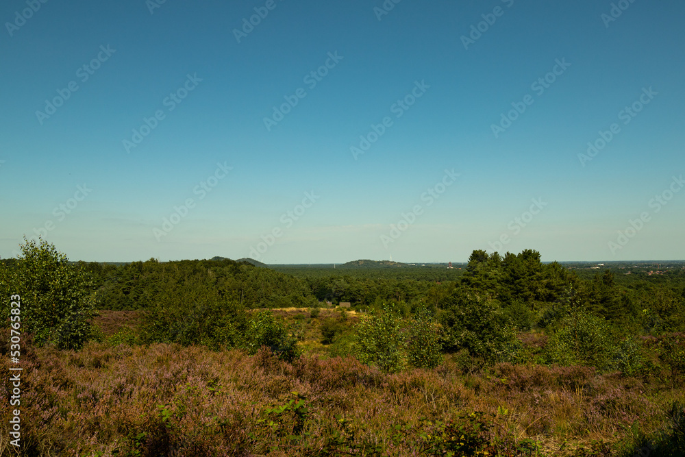 Scenic landscape photo of wild fields of Calluna vulgaris, or simply heather flowers. Blue skies. Scenic landscape photo of wild fields of Calluna vulgaris, or simply heather flowers. Blue skies.