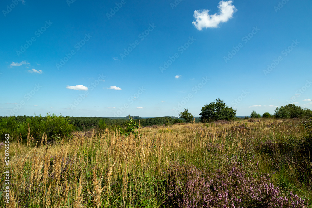 Scenic landscape photo of wild fields of Calluna vulgaris, or simply heather flowers. Blue skies with small clouds.