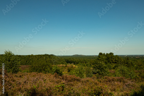 Scenic landscape photo of wild fields of Calluna vulgaris, or simply heather flowers. Blue skies.