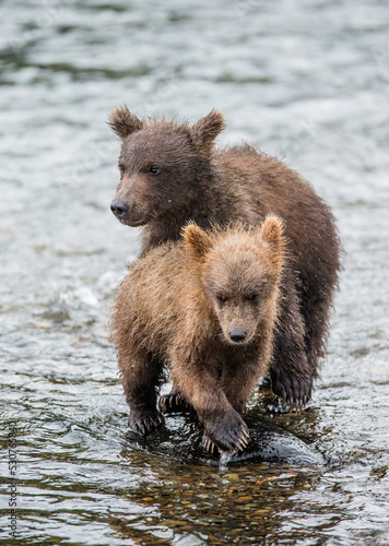 Two Alaska Peninsula brown bears (Ursus arctos horribilis) cubs are standing in a river next to each other. USA. Alaska. Katmai National Park.