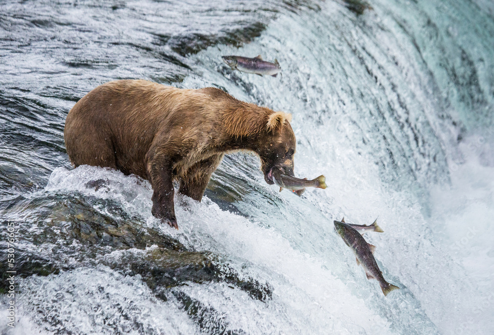 Alaska Peninsula brown bear (Ursus arctos horribilis) is catching salmon in the river. USA. Alaska. Katmai National Park. Alaska Peninsula brown bear (Ursus arctos horribilis) is catching salmon in the river. USA. Alaska. Katmai National Park.