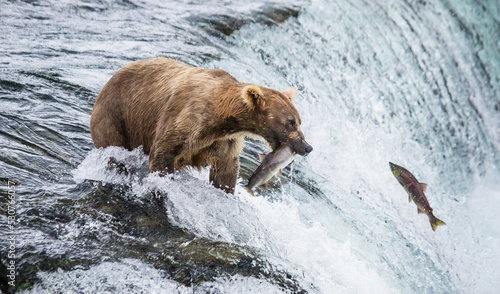 Alaska Peninsula brown bear (Ursus arctos horribilis) is catching salmon in the river. USA. Alaska. Katmai National Park. photo