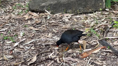 Dusky moorhen, gallinula tenebrosa foraging on the ground for invertebrates in its natural habitat. photo