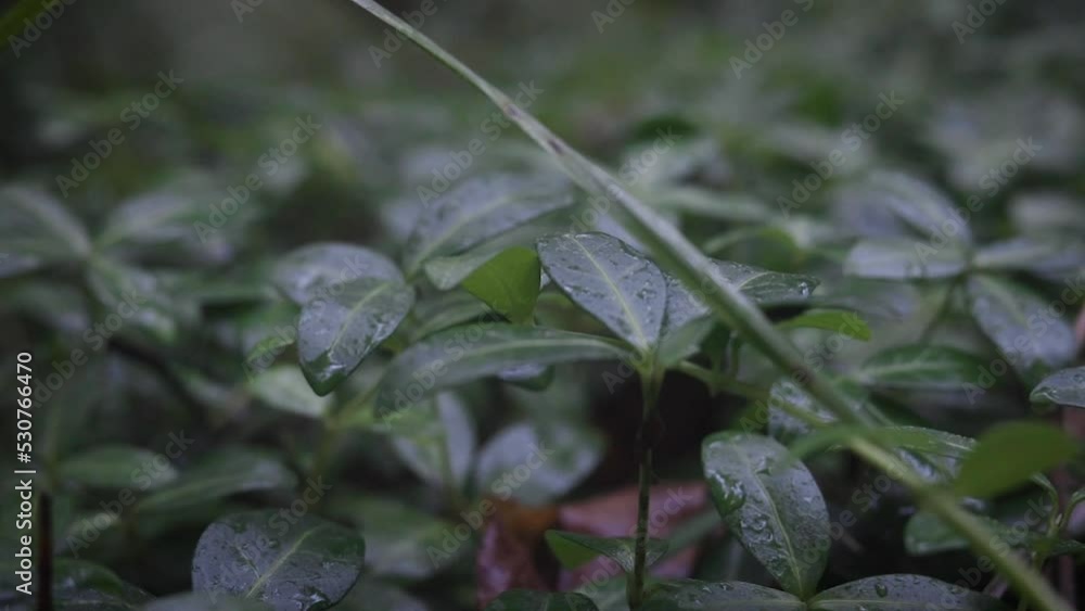 Little dewy plants sitting under canopy. Little dewy plants sitting under canopy.