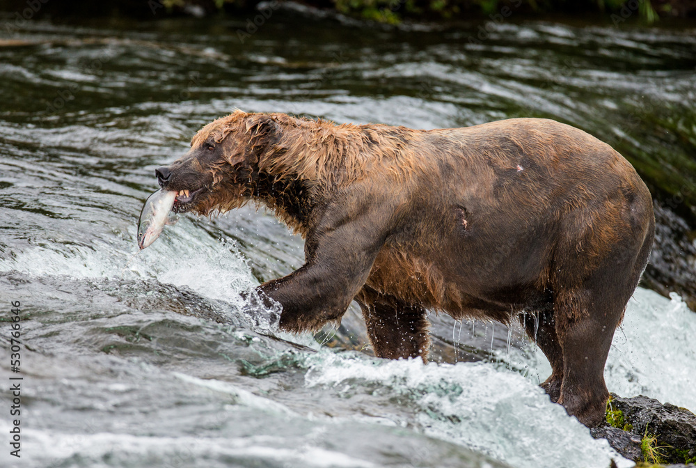 Alaska Peninsula brown bear (Ursus arctos horribilis) is catching salmon in the river. USA. Alaska. Katmai National Park. Alaska Peninsula brown bear (Ursus arctos horribilis) is catching salmon in the river. USA. Alaska. Katmai National Park.