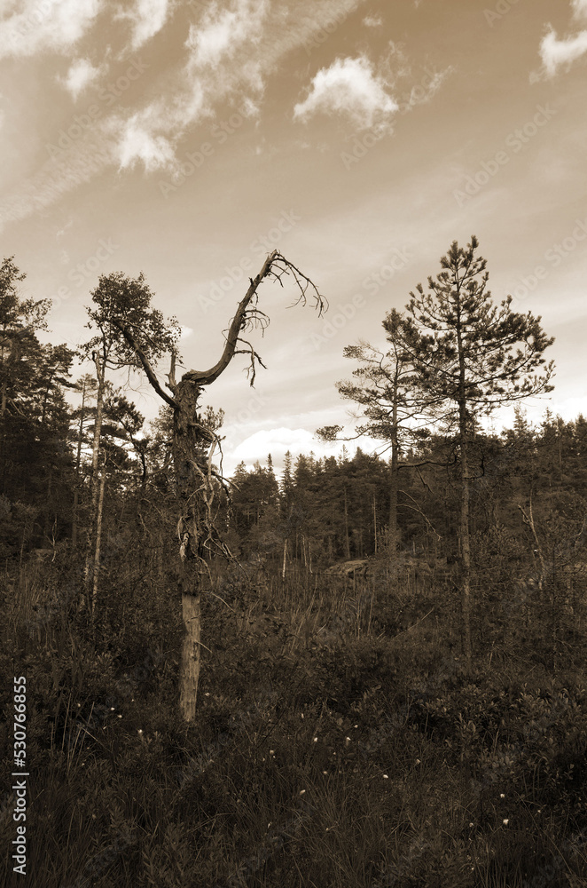 Forest on a summer day in Central Norway Forest on a summer day in Central Norway