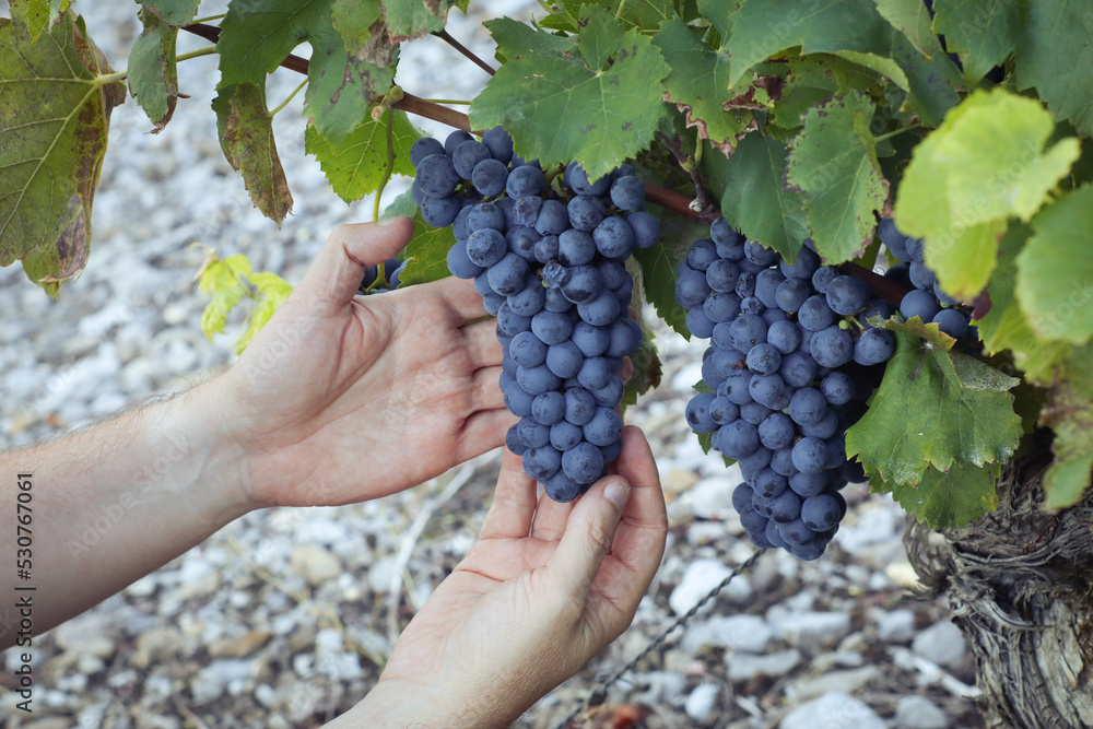 Hands inspecting on red ripe grapevine fruit on its tree during  harvesting season in the French vineyard 