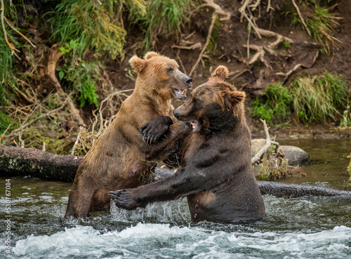 Two Alaska Peninsula brown bears (Ursus arctos horribilis) are playing with each other in the water. USA. Alaska. Katmai National Park.