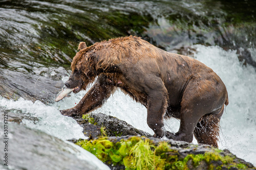 Wallpaper Mural Alaska Peninsula brown bear (Ursus arctos horribilis) is catching salmon in the river. USA. Alaska. Katmai National Park. Torontodigital.ca