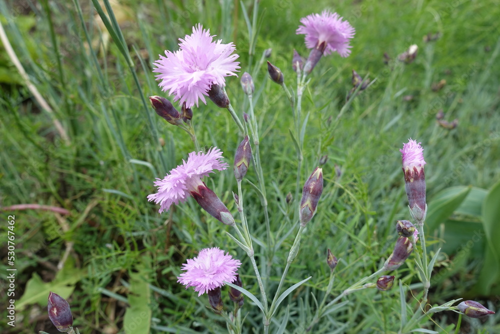 Half open buds and light pink flowers of polymerous Dianthus in May Half open buds and light pink flowers of polymerous Dianthus in May